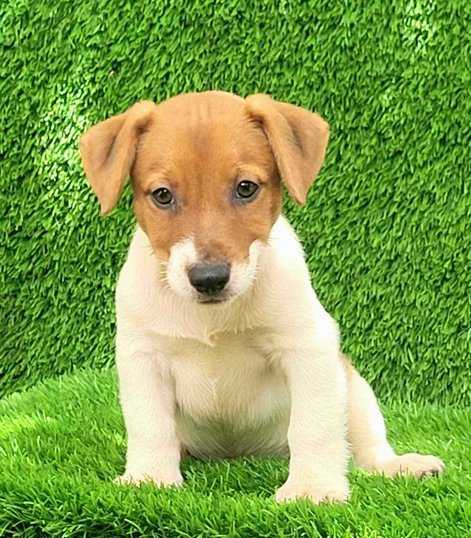Jack Russell Terrier For Sale In Jaipur