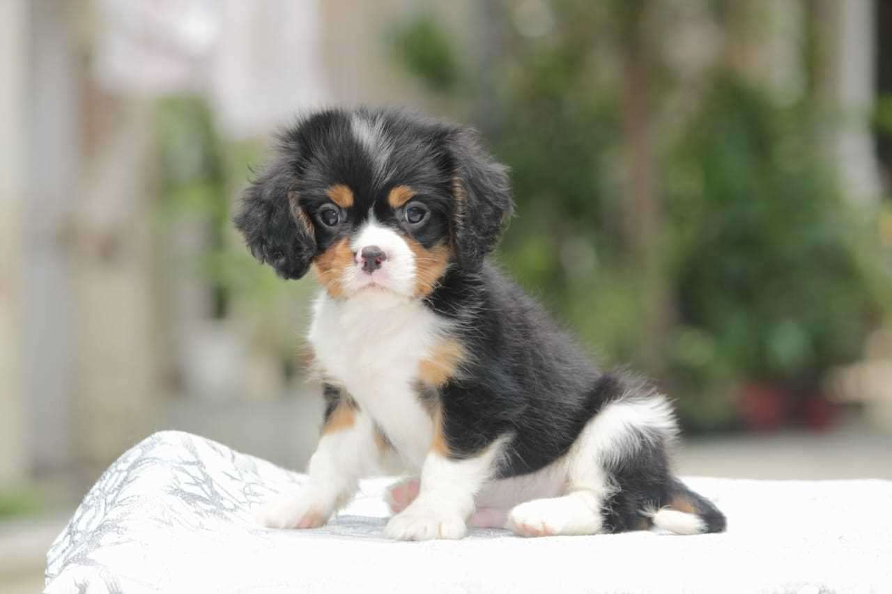 Cavalier King Charles Spaniel For Sale In Jaipur