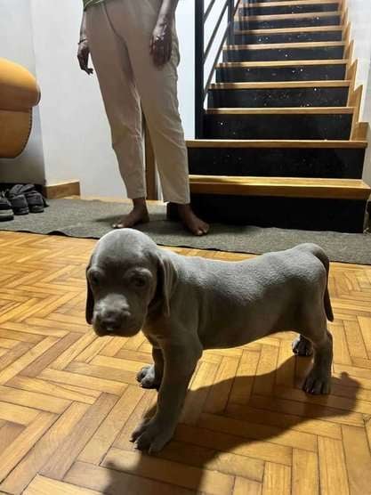 Weimaraner For Sale In Jaipur