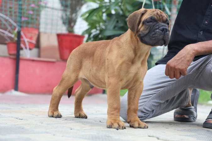 Mastiff For Sale In Jaipur