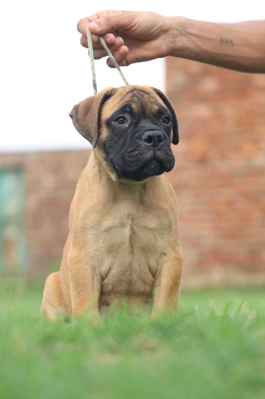 Bullmastiff For Sale In Jaipur