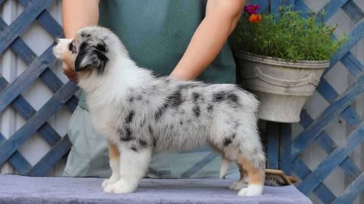 Anatolian Shepherds For Sale In Jaipur