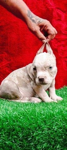 American Bully For Sale In Jaipur