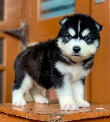 Siberian Husky For Sale In Jaipur