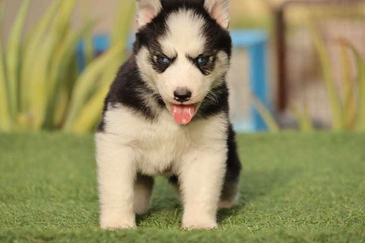 Siberian Husky For Sale In Jaipur