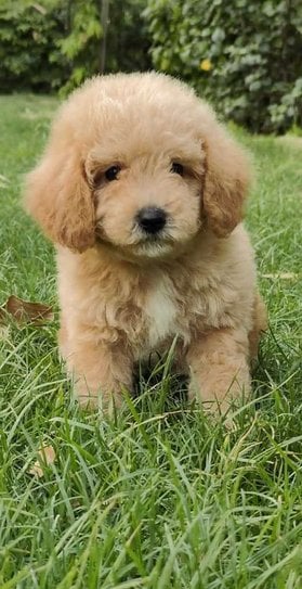 Maltipoo For Sale In Jaipur