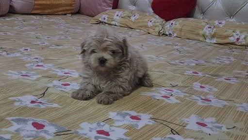 Maltipoo For Sale In Jaipur