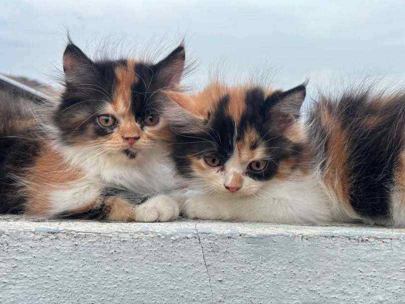 Calico For Sale In Jaipur