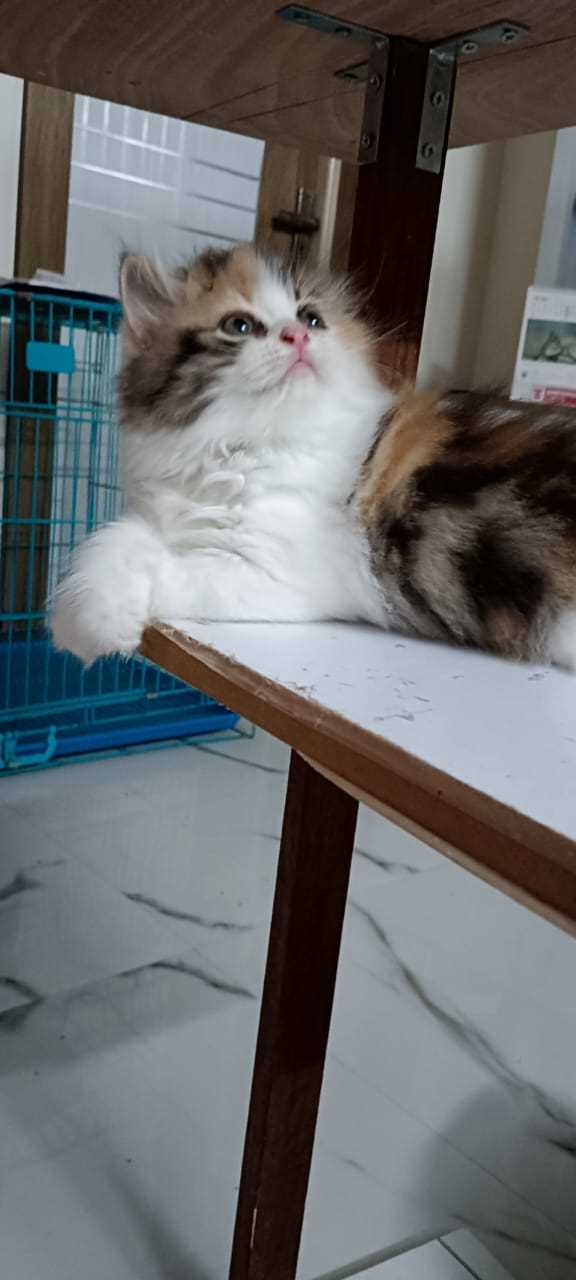 Calico For Sale In Kochi