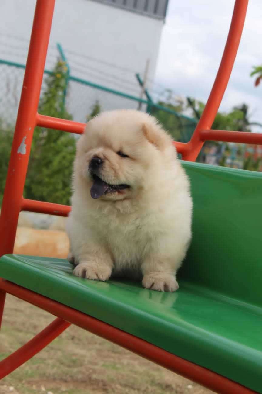 Chow Chow For Sale In Kochi