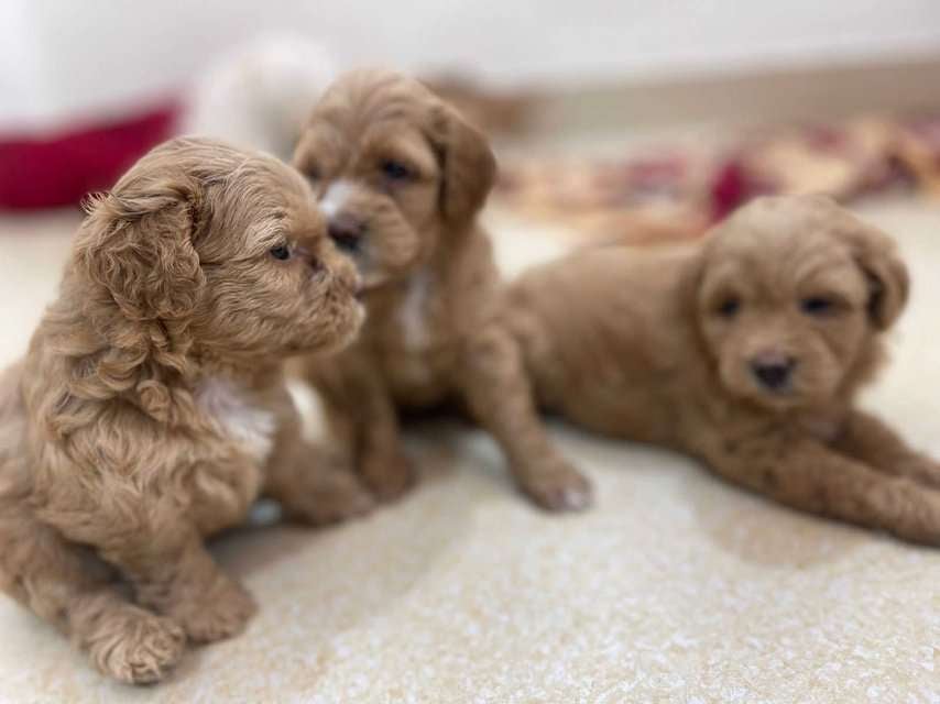 Maltipoo For Sale In Kochi