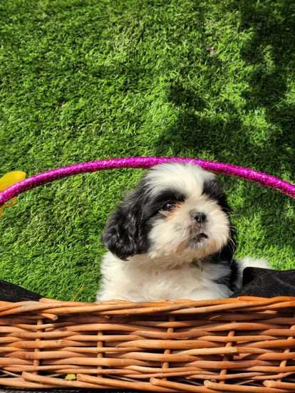 Shih Tzu For Sale In Kochi