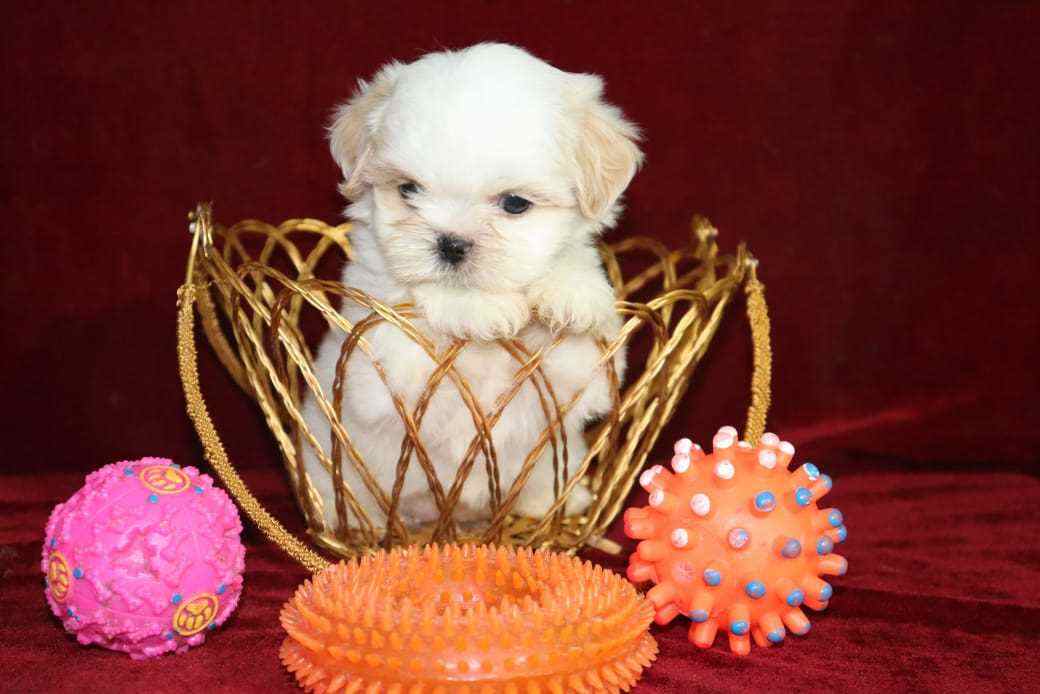 Shih Tzu For Sale In Kochi