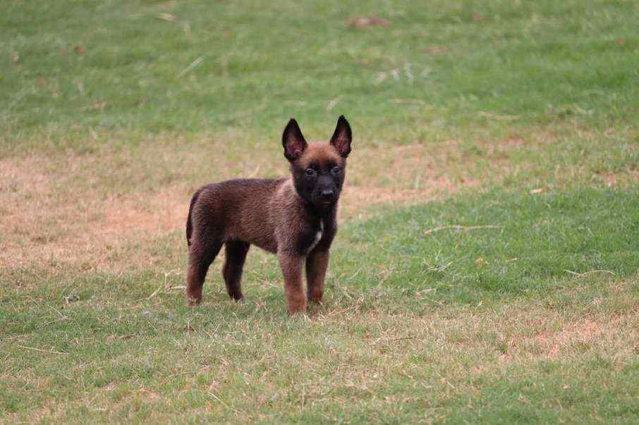 Belgian Malinois For Sale In Kochi