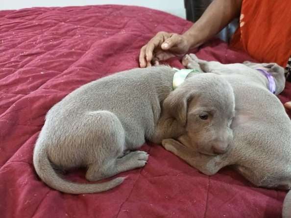 Weimaraner For Sale In Kochi