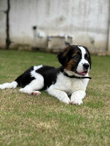 Saint Bernard For Sale In Kochi