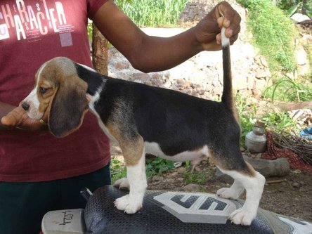 Beagle For Sale In Kochi