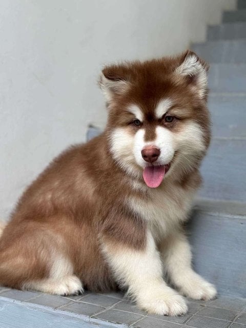 Alaskan Malamute For Sale In Kochi