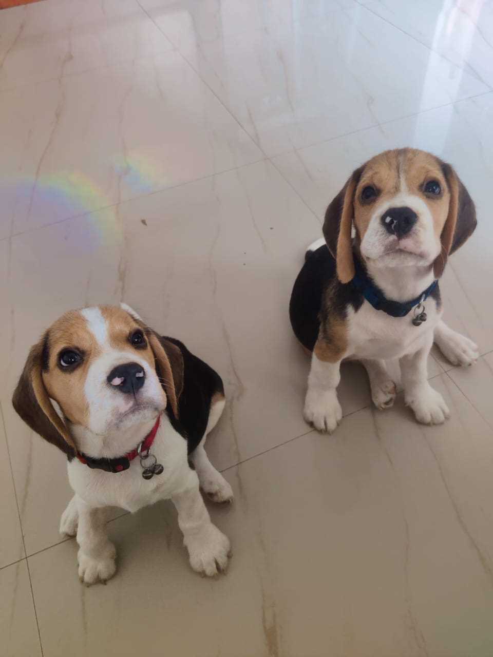 Beagle For Sale In Kochi