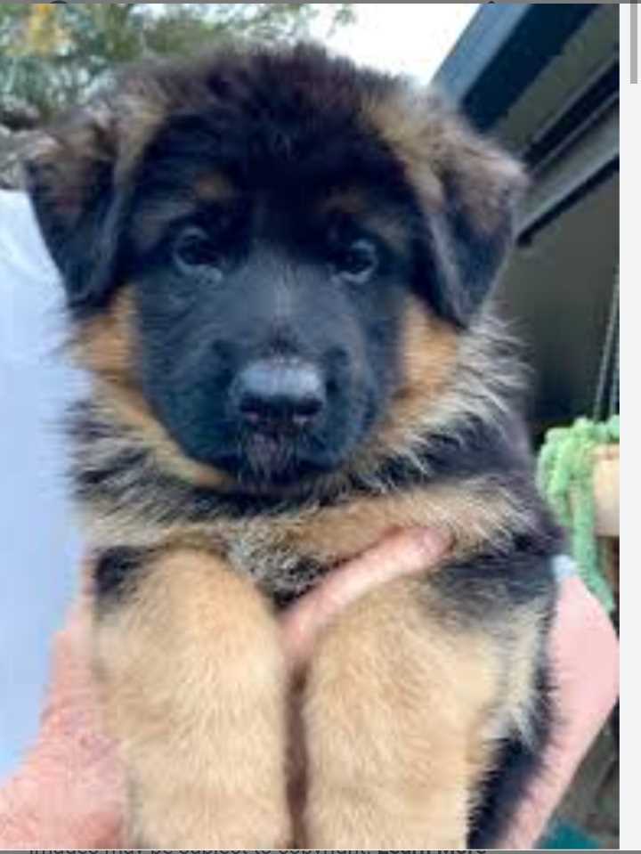 German Shepherd For Sale In Lucknow