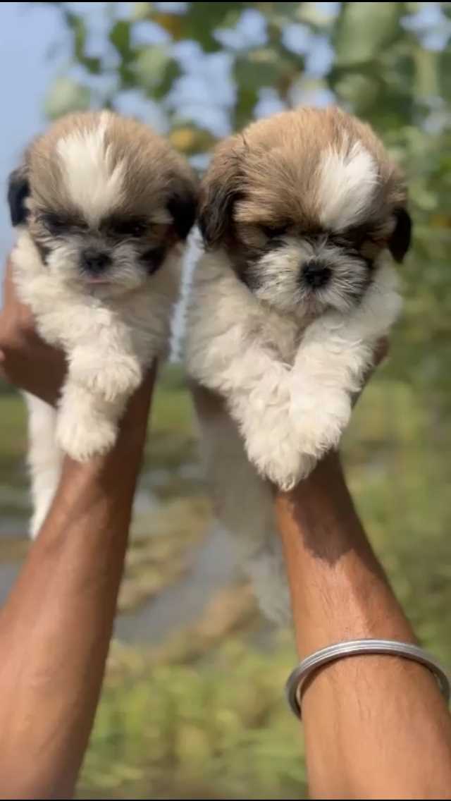 Shih Tzu For Sale In Saharanpur