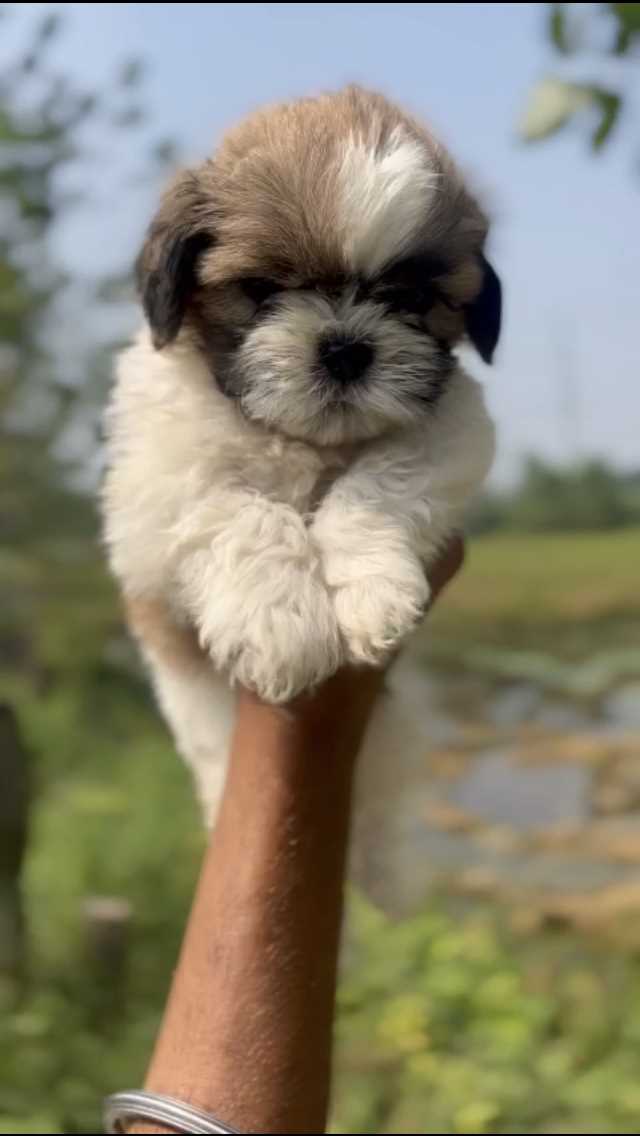 Shih Tzu For Sale In Saharanpur