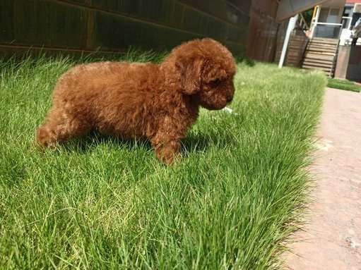 Poodle For Sale In Hyderabad