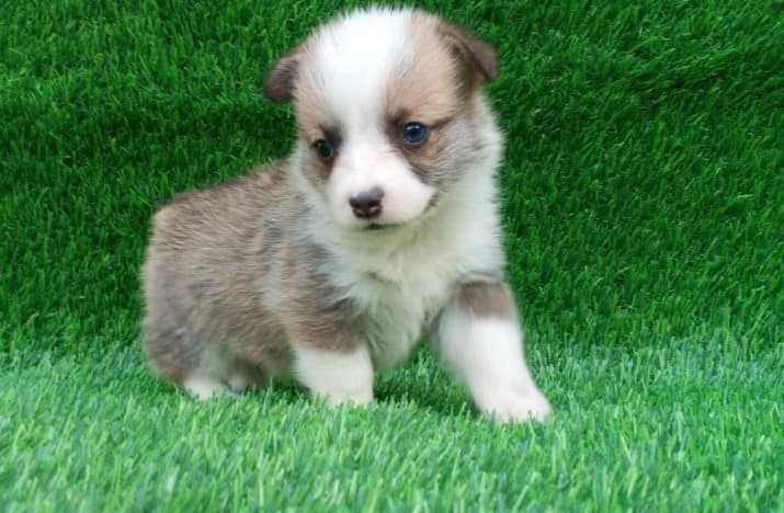Pembroke Welsh Corgi For Sale In Hyderabad