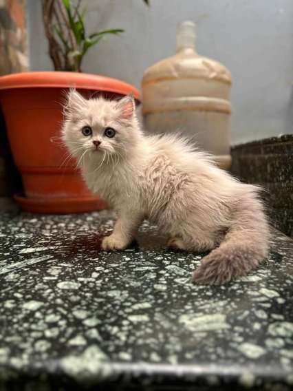 Ragdoll For Sale In Hyderabad