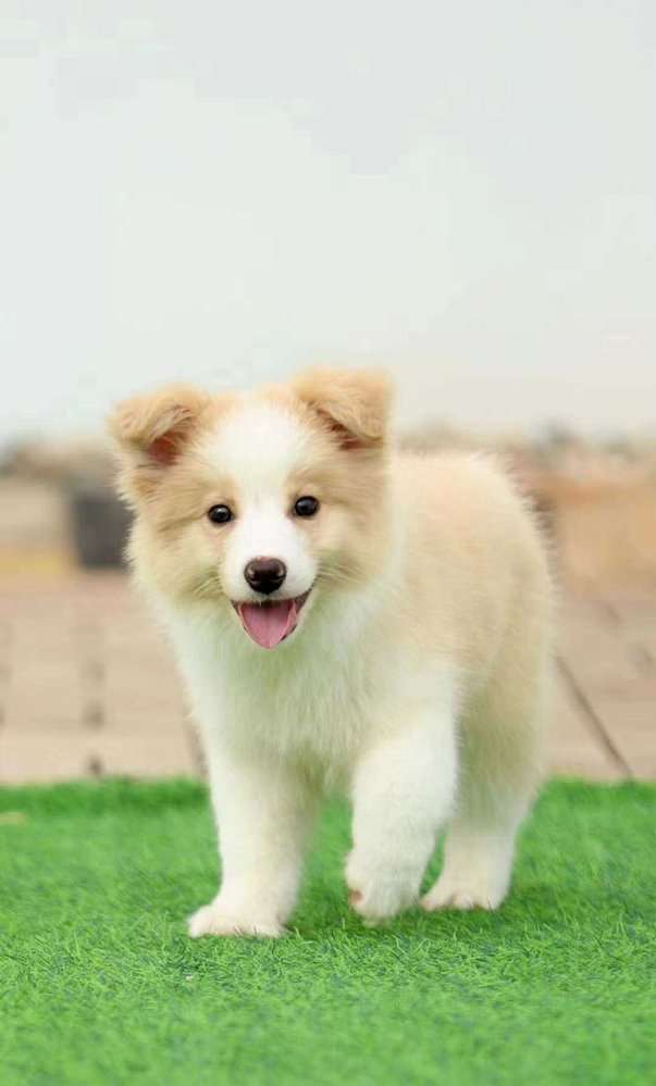 Border Collie For Sale In Hyderabad