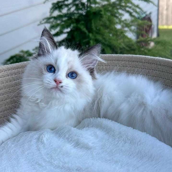Ragdoll For Sale In Patna