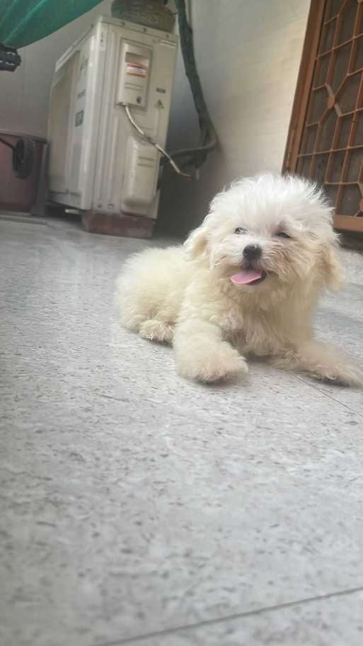 Maltese For Sale In Patna
