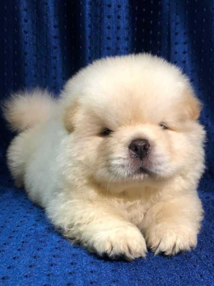 Chow Chow For Sale In Patna