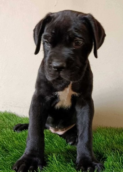 Cane Corso For Sale In Patna