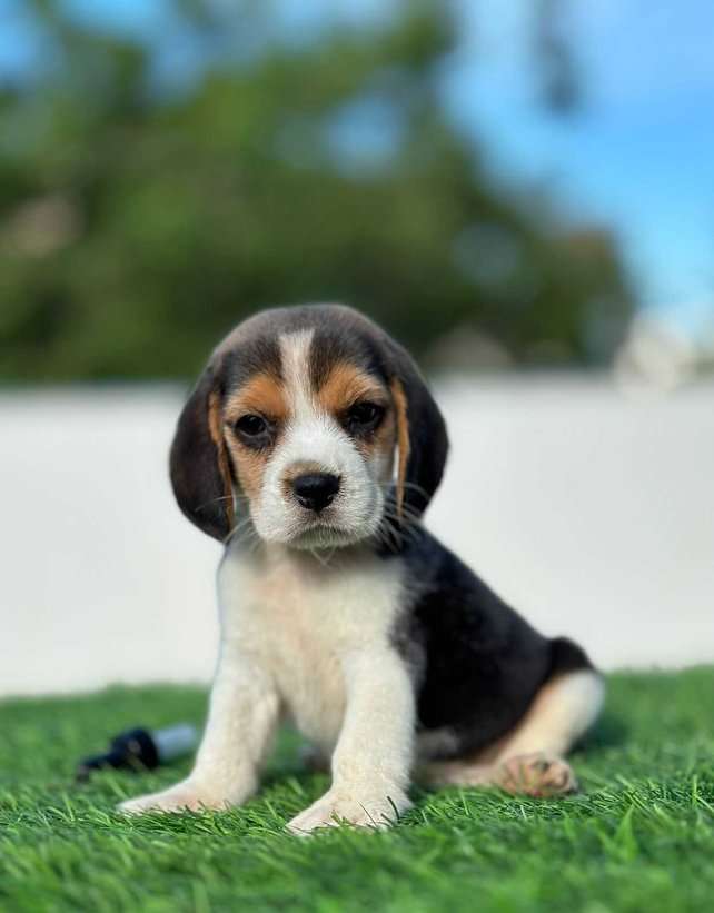 Beagle For Sale In Patna