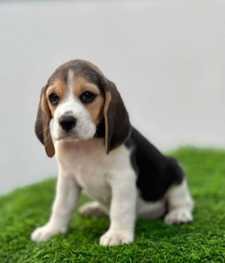 Beagle For Sale In Patna