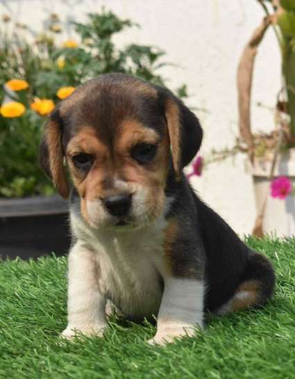 Beagle For Sale In Patna