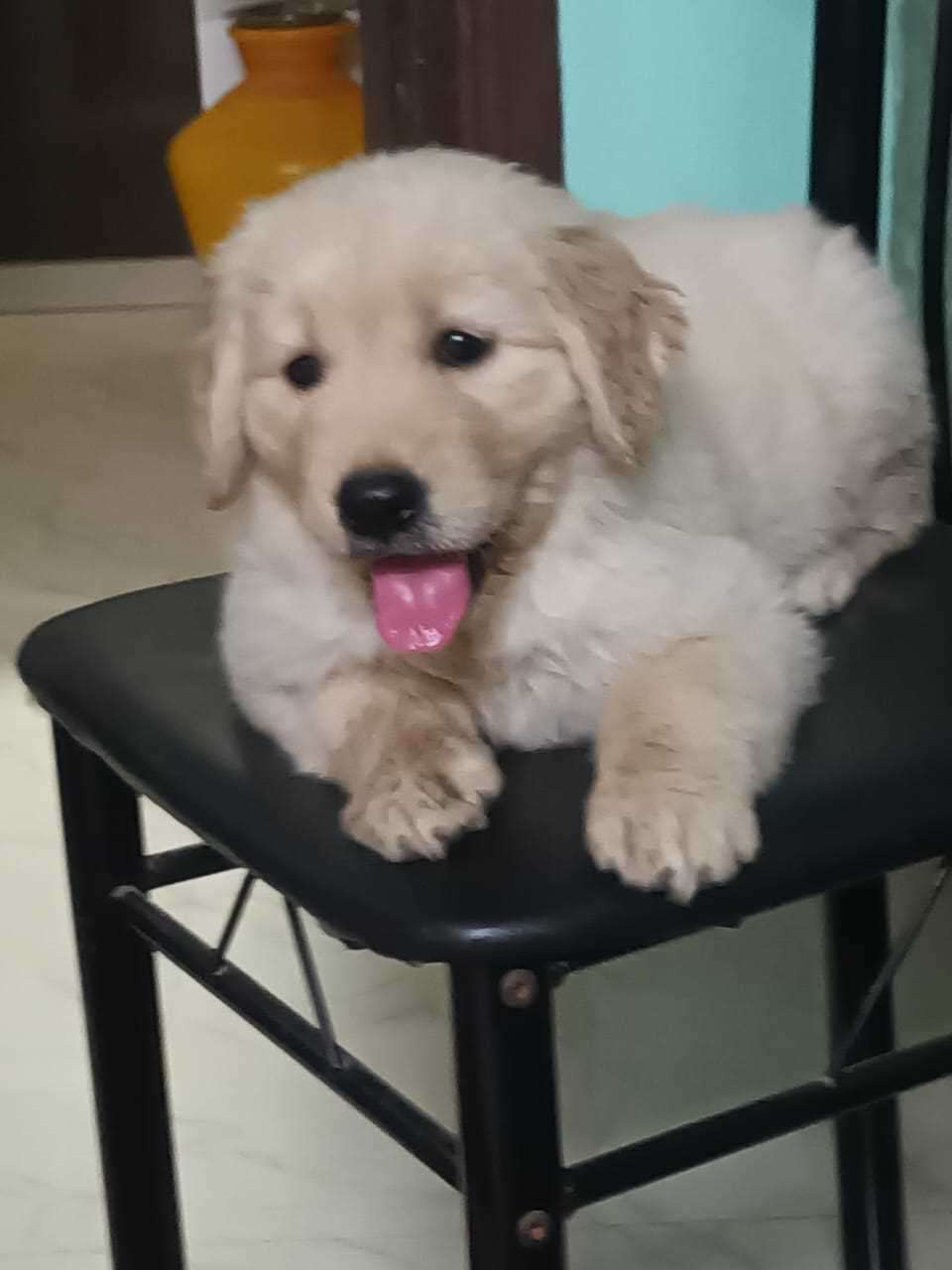 Golden Retriever For Sale In Patna