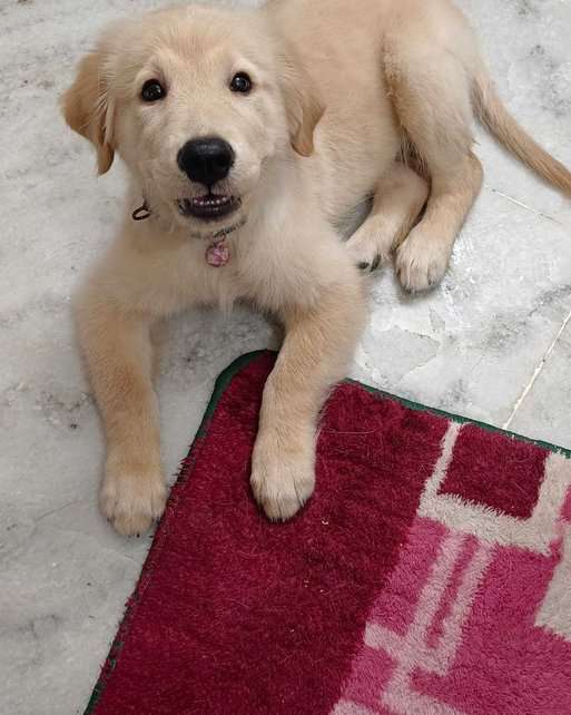 Golden Retriever For Sale In Patna
