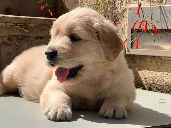 Golden Retriever For Sale In Patna