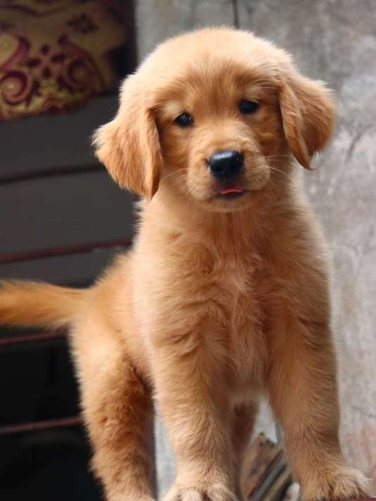 Golden Retriever For Sale In Patna