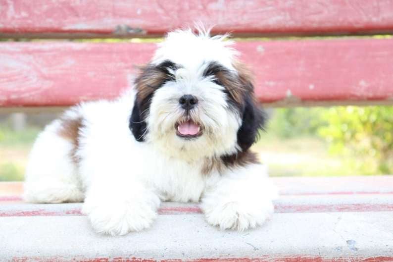 Shih Tzu For Sale In Patna