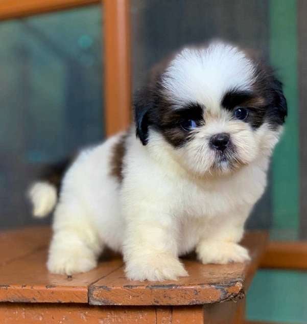 Shih Tzu For Sale In Patna