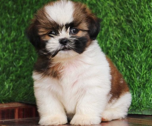 Shih Tzu For Sale In Patna