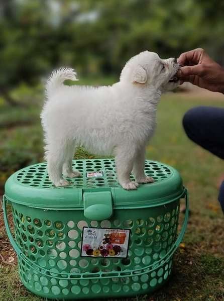 Indian Spitz For Sale In Patna