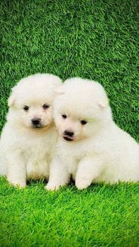 Indian Spitz For Sale In Patna