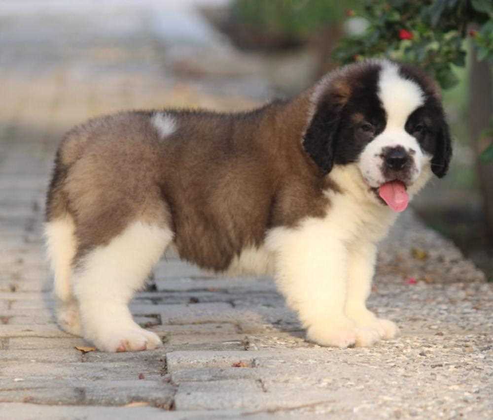 Saint Bernard For Sale In Patna