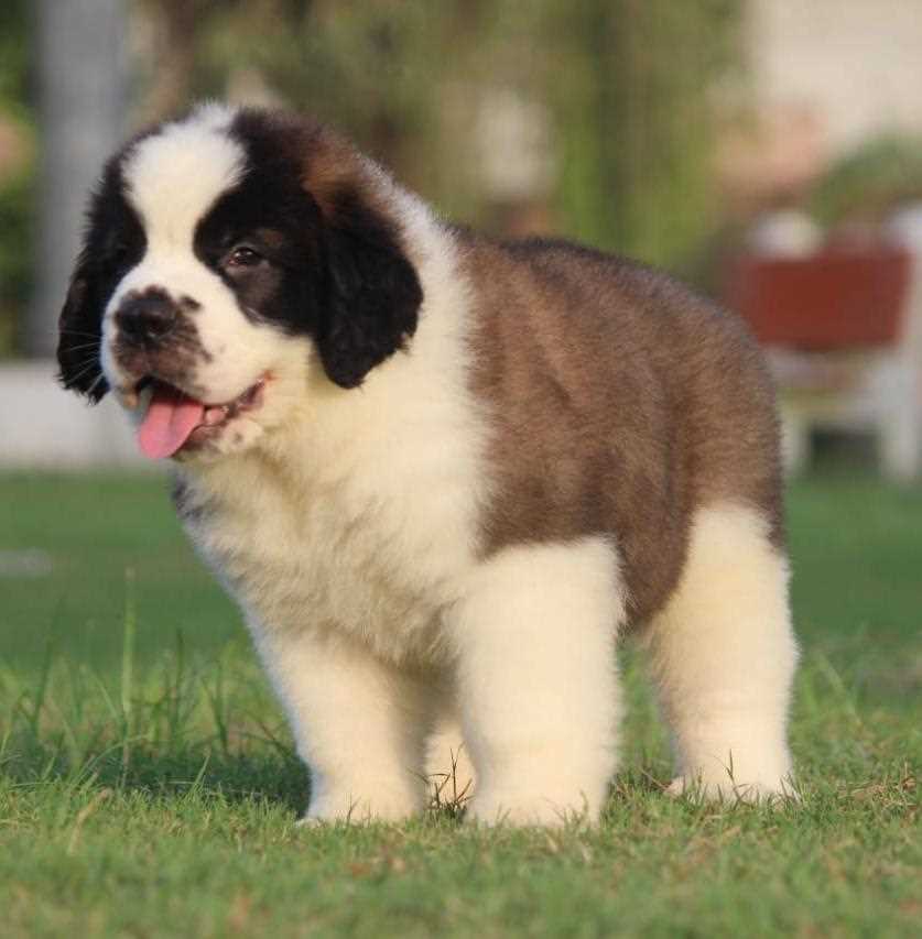 Saint Bernard For Sale In Patna