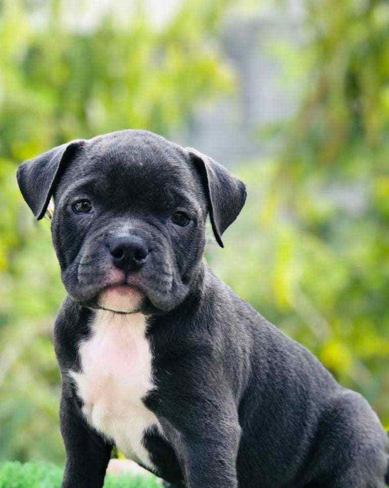 Cane Corso For Sale In Patna