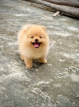 Culture Pomeranian For Sale In Patna